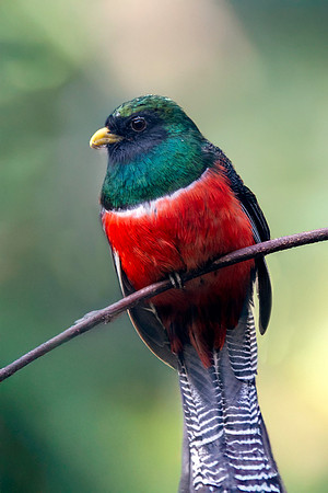 Collared trogon, male