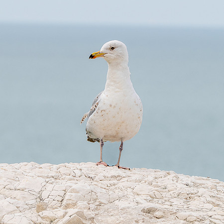 Yellow legged gull, immature
