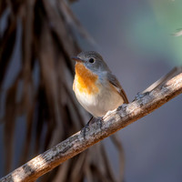 Red breasted flycatcher