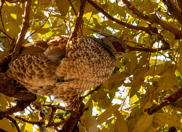 Kalij pheasant, female