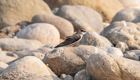 Pale martin