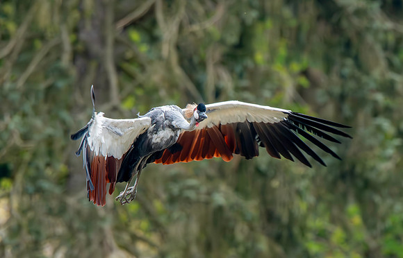 Black crowned crane