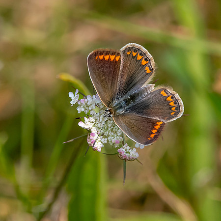 Brown argus