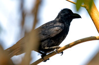 Large billed crow