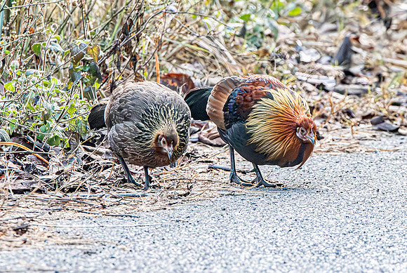 Red junglefowl, male, female