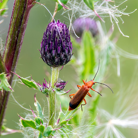 Red soldier beetle