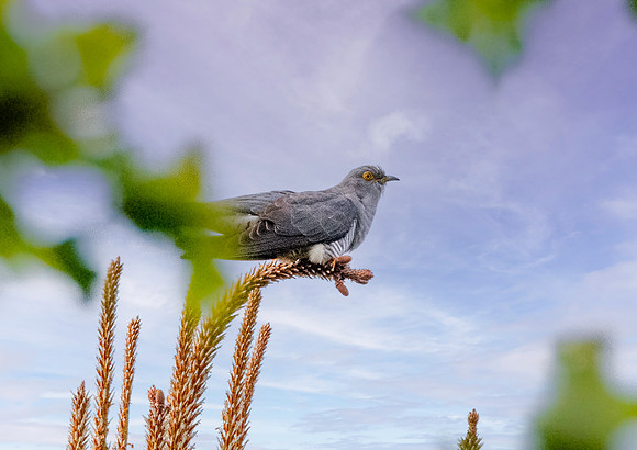 Common cuckoo, male