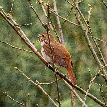 Nightingale