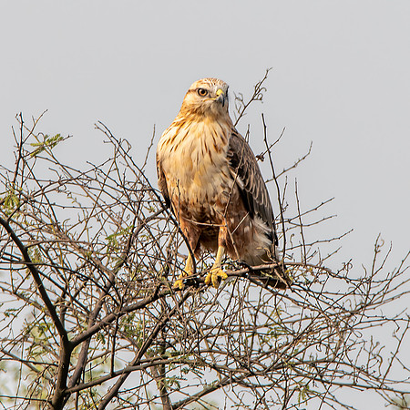 Long legged buzzard