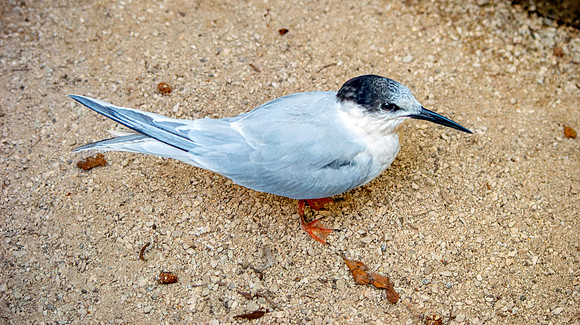 Roseate tern