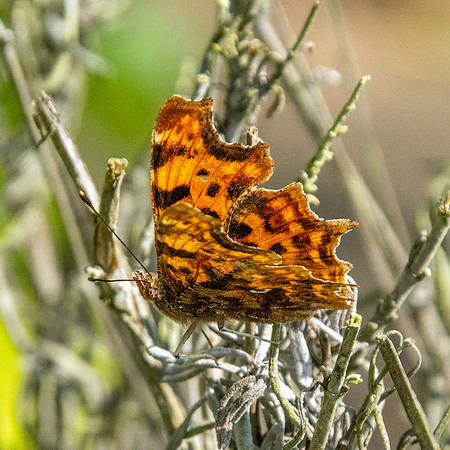 Comma