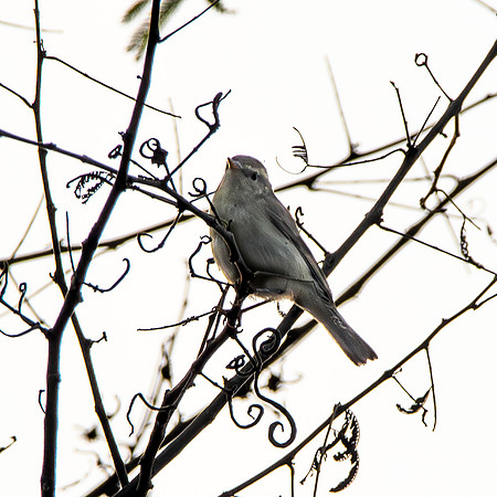 Greenish warbler