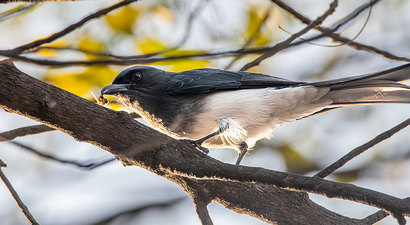 White bellied drongo