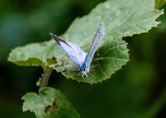 Large blue butterfly