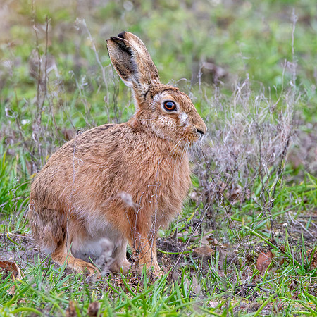 Brown Hare