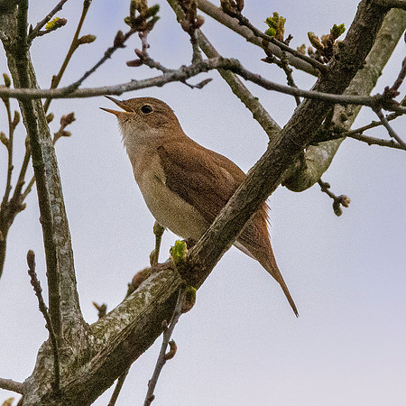 Nightingale