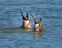 Northern Pintail