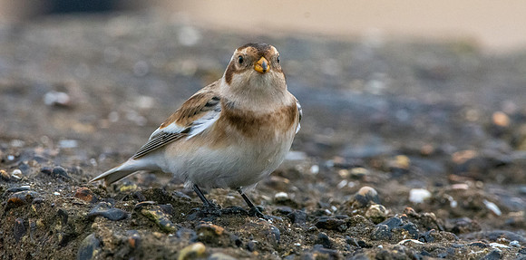 Snow bunting
