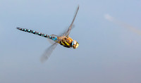 Migrant hawker