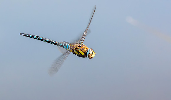 Migrant hawker