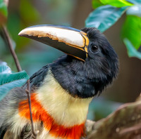 Black necked aracari