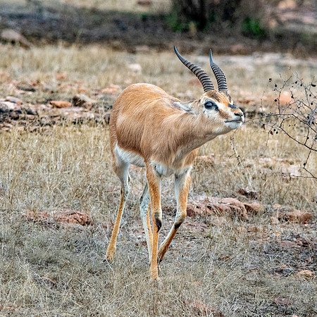 Chinkara / Indian gazelle
