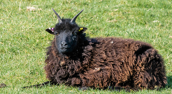 Hebridean sheep