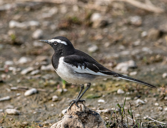 White browed wagtail