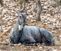 Nilgai / blue bull antelope