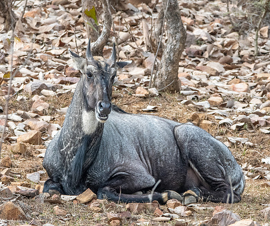 Nilgai / blue bull antelope