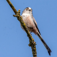 Long tailed tit