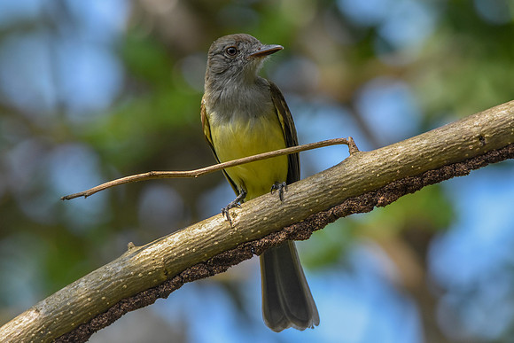 Panama flycatcher