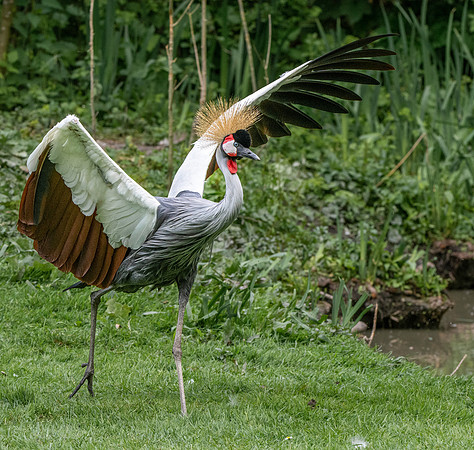 Grey crowned crane