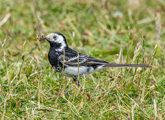 Pied wagtail