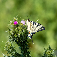 Scarce swallowtail