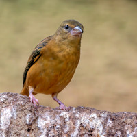 Chestnut and black weaver, female