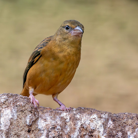 Chestnut and black weaver, female