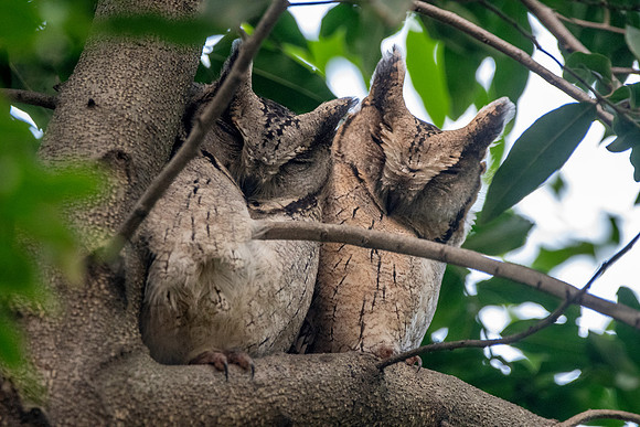 Indian Scops owl