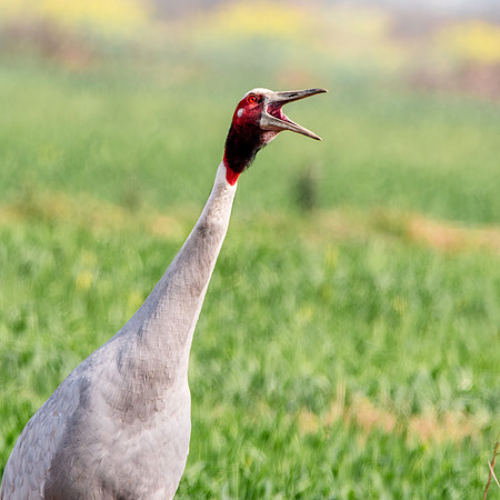 Sarus crane