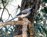 Grey / Himalayan treepie
