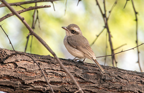 Common wood shrike