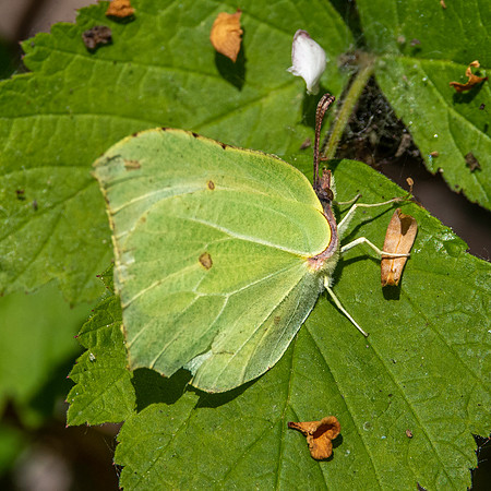 Common brimstone