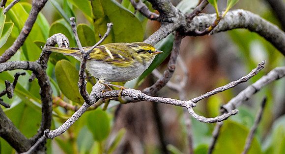 Pallas's leaf warbler