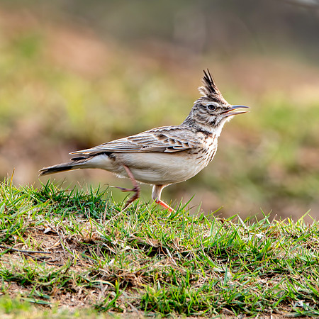 Crested lark