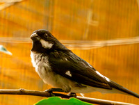 Lesson's seedeater
