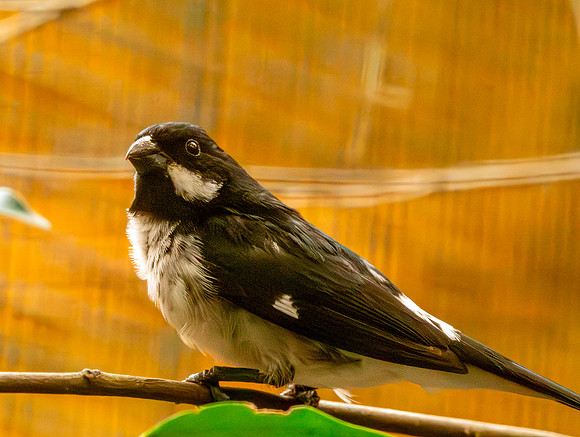 Lesson's seedeater