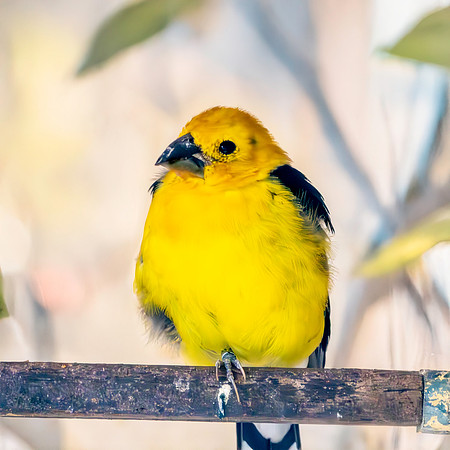 Golden grosbeak