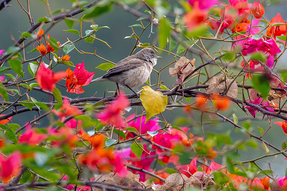 Lesser whitethroat