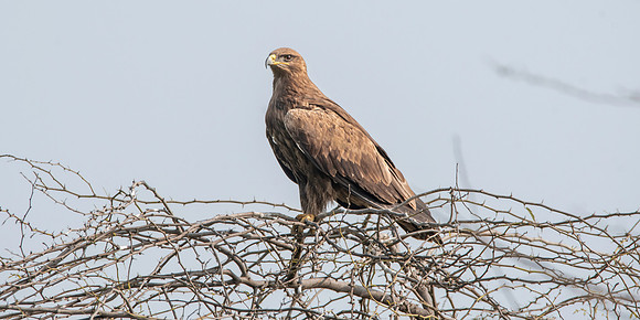 Greater spotted eagle