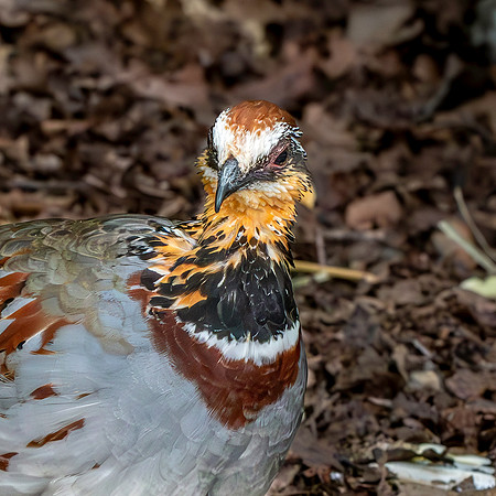 White necklaced partridge